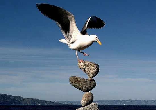 Balance bird