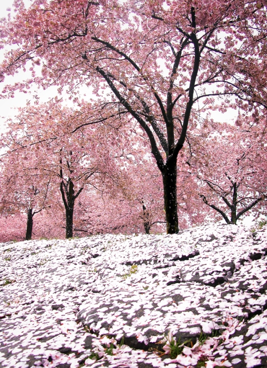 pink hail of cherry blossom storms